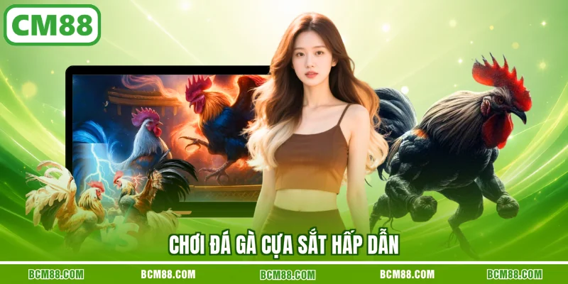 Chơi đá gà cựa sắt hấp dẫn Chơi đá gà cựa sắt hấp dẫn