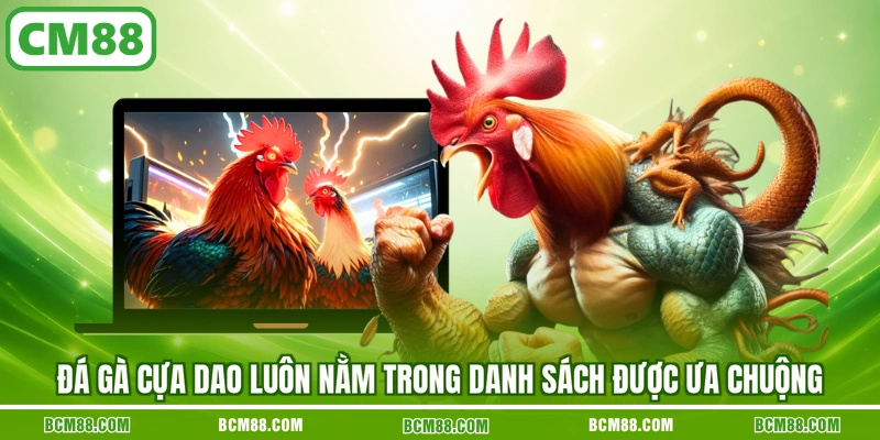 Đá gà cựa dao luôn nằm trong danh sách được ưa chuộng Đá gà cựa dao luôn nằm trong danh sách được ưa chuộng